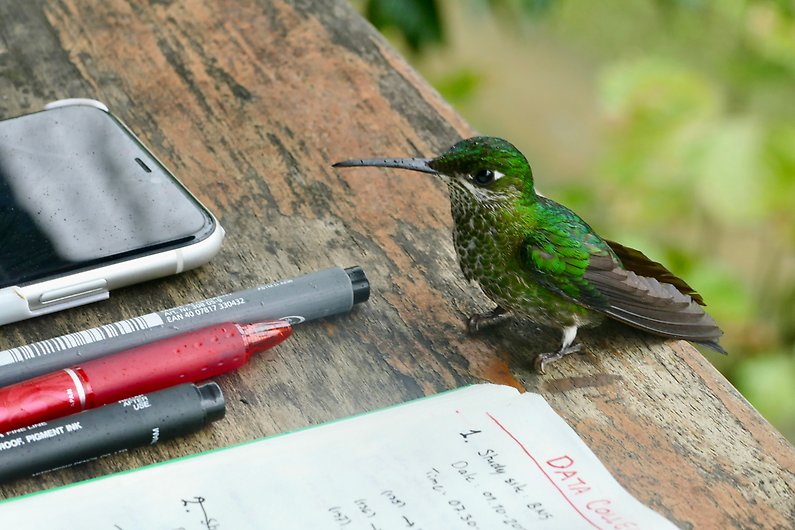 Liten fågel som sitter på bord bredvid mobiltelefon, pennor och anteckningsbok